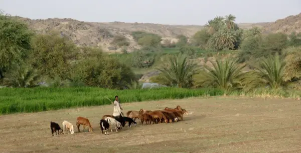 Co to jest Sahel w Afryce? Geografia, klimat i wyzwania tego regionu